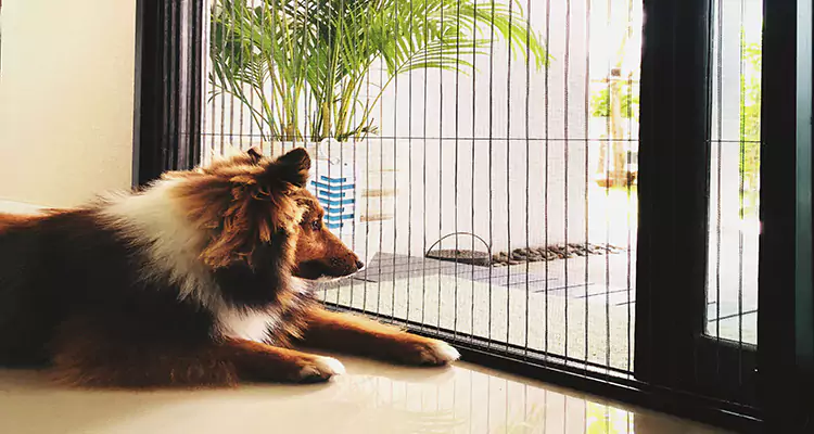 Sliding Screen Pet Door Repair in Princeton, FL