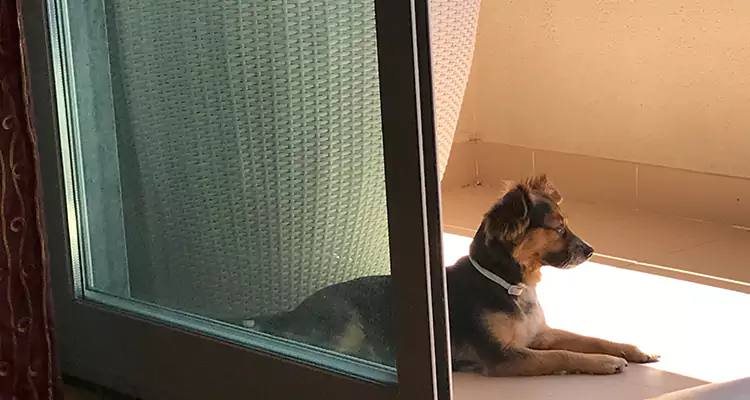 French Door Pet Screen Repair in Princeton, FL